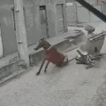 Idoso perde controle de carroça após pneu bater em meio-fio e assustar cavalo em Feira de Santana