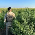 Operação policial destrói 10 mil pés de maconha no norte da Bahia