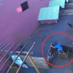 Criança de 9 anos invade hospital, pula muro e mata 23 animais