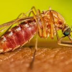 Dengue matou mais do que Covid no Brasil em 2024