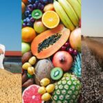 Bahia domina agronegócio nordestino, com 8 cidades entre as 100 mais ricas do segmento no Brasil
