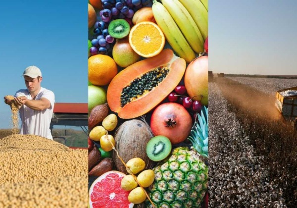 Bahia domina agronegócio nordestino, com 8 cidades entre as 100 mais ricas do segmento no Brasil