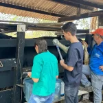 Programa de melhoramento genético começa em Jaguara