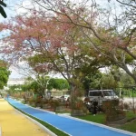 Prefeitura de Feira estabelece Plano Diretor de Arborização Urbana