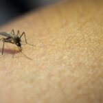 Casos de dengue aumentam 407,9% na Bahia em 2024