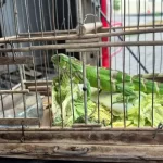 Policia Militar resgata animais silvestres em Feira de Santana