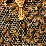 Produção de abelhas: Uefs realiza Simpósio Brasileiro sobre alimentos terapêuticos