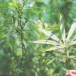 Embrapa planeja pesquisa sobre cultivo de Cannabis medicinal