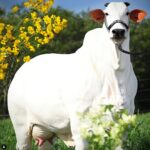 Vaca brasileira se torna a mais cara do mundo ao atingir R$ 24 milhões em leilão no Paraná