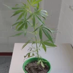 Polícia prende homem por cultivo ilegal de maconha no Aviário
