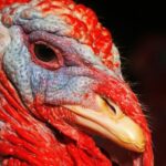 Por que não comemos ovos de peru? Há diferenças entre eles e os de galinhas