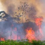 Dados do Inpe mostram que em 2024 a Amazônia teve o maior número de focos de incêndio dos últimos 17 anos