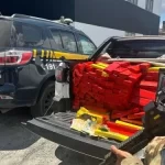PRF apreende 500 quilos de maconha e prende motorista na BR-116