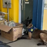 Mais de 84kg de maconha são apreendidos em fiscalização na BR-116