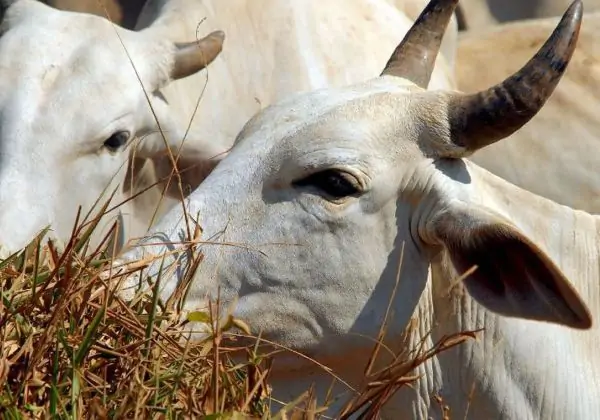 Prazo para atualizar cadastro de rebanhos na Bahia termina neste domingo (15)