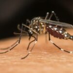 Sorotipo 3 da dengue volta a circular no Brasil após 17 anos. Entenda