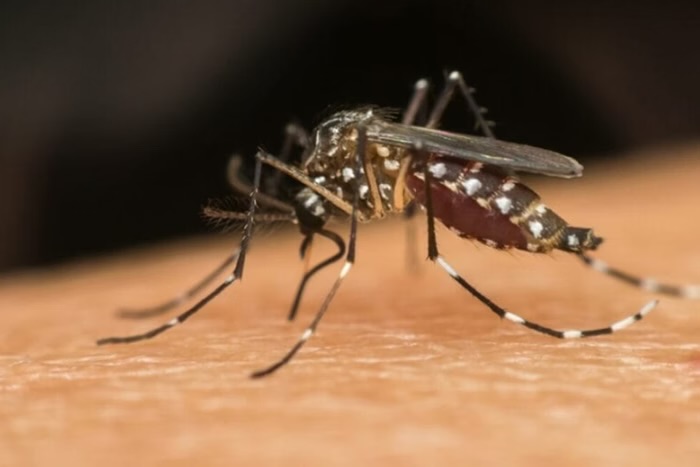 Sorotipo 3 da dengue volta a circular no Brasil após 17 anos. Entenda
