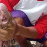 Leitão nasce com ‘rosto humano’ nas Filipinas