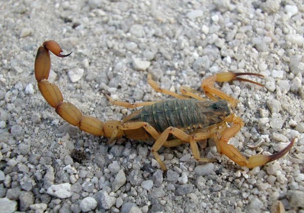 Com mais de mil registros em 2025, aumentam os casos de picadas de escorpião a Bahia