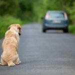 Projeto de Lei propõe cassação de CNH para quem abandonar animais nas ruas