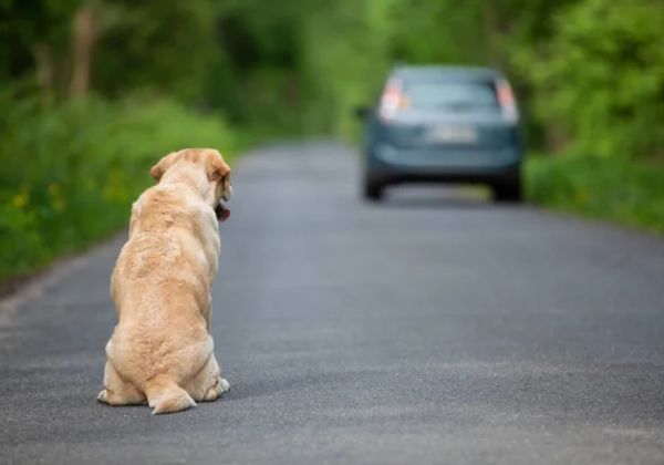 Projeto de Lei propõe cassação de CNH para quem abandonar animais nas ruas