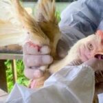 China suspende compra de frango brasileiro por causa da gripe aviária