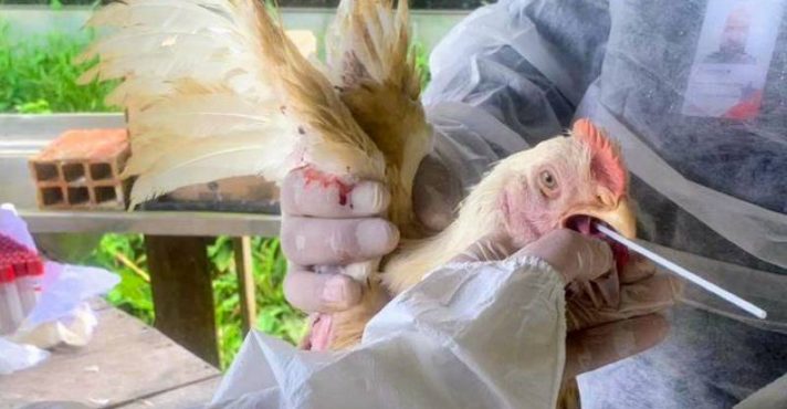 China suspende compra de frango brasileiro por causa da gripe aviária