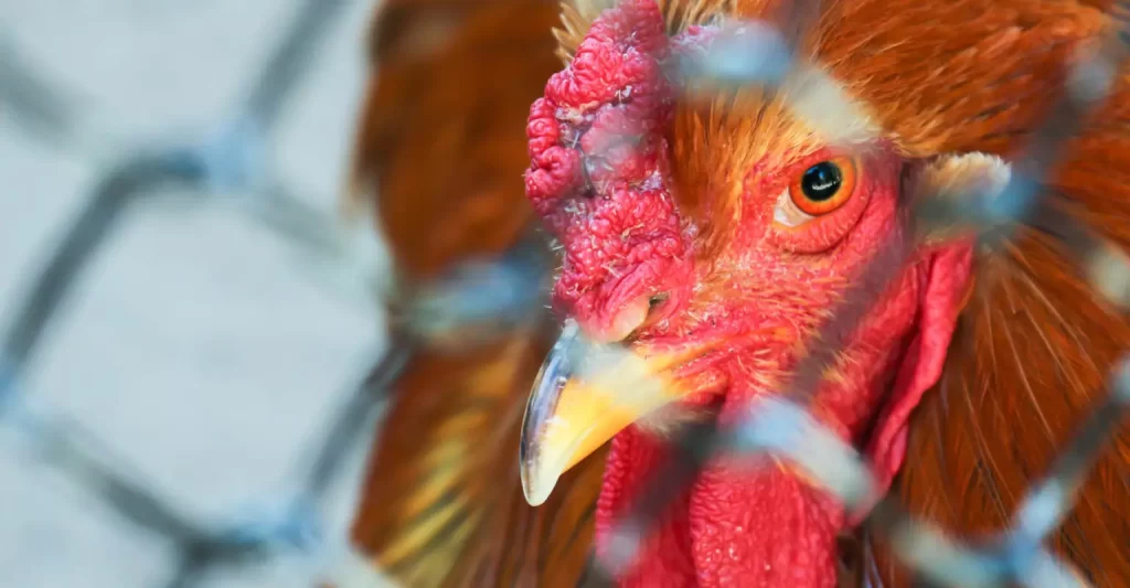 Gripe aviária: mais 3 países suspendem compra de frango do Brasil