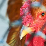 Gripe aviária: mais 3 países suspendem compra de frango do Brasil