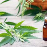Governo apresenta projeto para regulamentar uso medicinal da cannabis até setembro; entenda