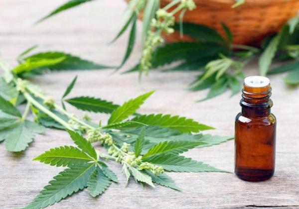 Governo apresenta projeto para regulamentar uso medicinal da cannabis até setembro; entenda