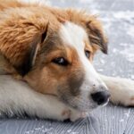 Justiça toma decisão após mulher exigir que ex pague pensão a cachorro