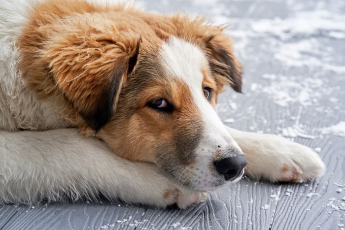 Justiça toma decisão após mulher exigir que ex pague pensão a cachorro