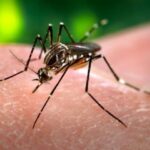 OMS alerta para risco global de nova epidemia de Chikungunya
