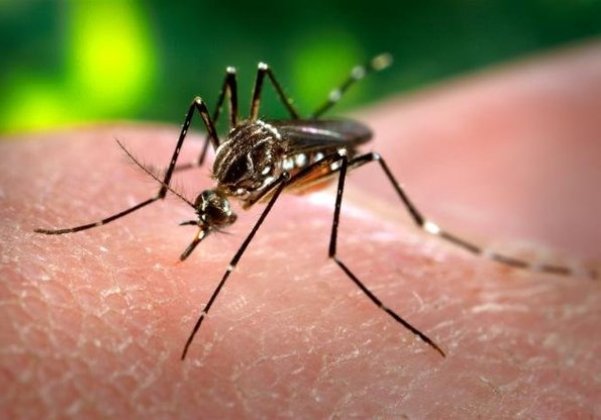 OMS alerta para risco global de nova epidemia de Chikungunya