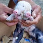 Porco nasce com dois focinhos na zona rural de Feira de Santana