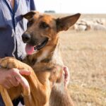 Governo destina R$ 3 milhões para primeira etapa do projeto de controle populacional de cães no semiárido