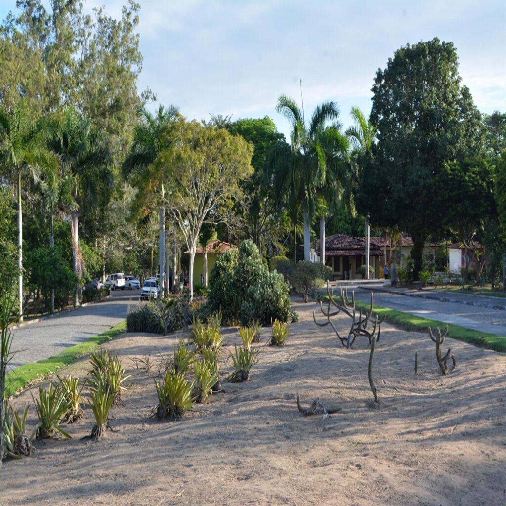 Brinca Feira: Parque da Cidade será palco de grandes atrações para o Dia das Crianças no domingo