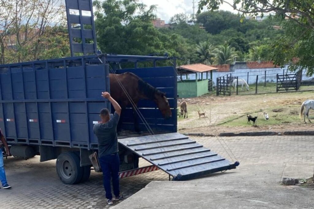 Prefeitura reforça alerta sobre perigos de animais de grande porte soltos em vias públicas