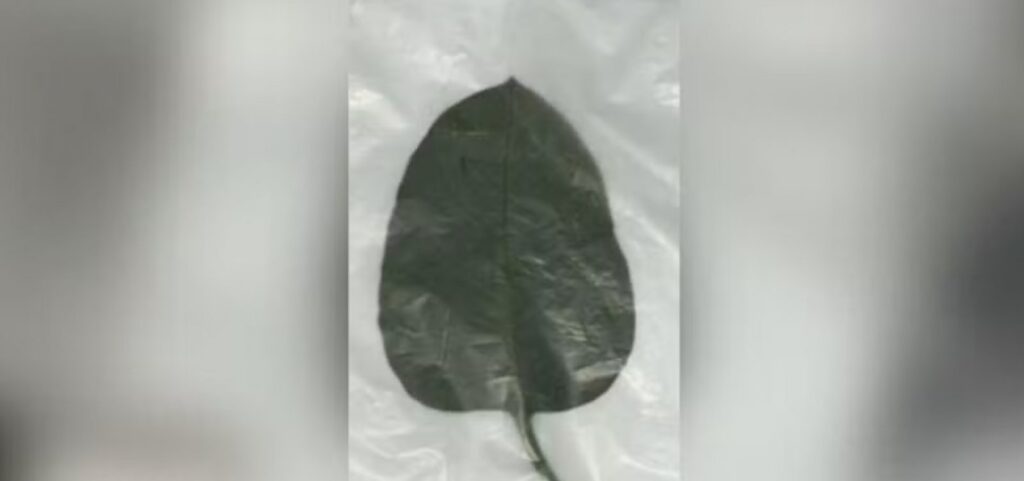 Sete pessoas são intoxicadas por falsa couve em Minas Gerais