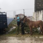 Operação retira cavalos soltos na Lagoa Grande e reforça a segurança da população