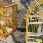 Operação resgata 450 animais no interior da Bahia