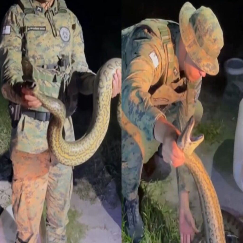 Sucuri com cerca de 2 metros é resgatada na zona urbana de Porto Seguro