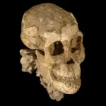 Descoberta na Etiópia sugere nova espécie de hominídeo