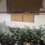 Estufa para produção de maconha é localizada no bairro da Lapinha, em Salvador