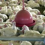 China encerra embargo e libera frango do RS após surto sanitário