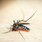 Brasileiros publicam maior estudo já feito sobre sequelas do zika
