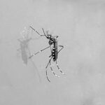 Feira de Santana confirma caso de dengue do sorotipo 3 no município