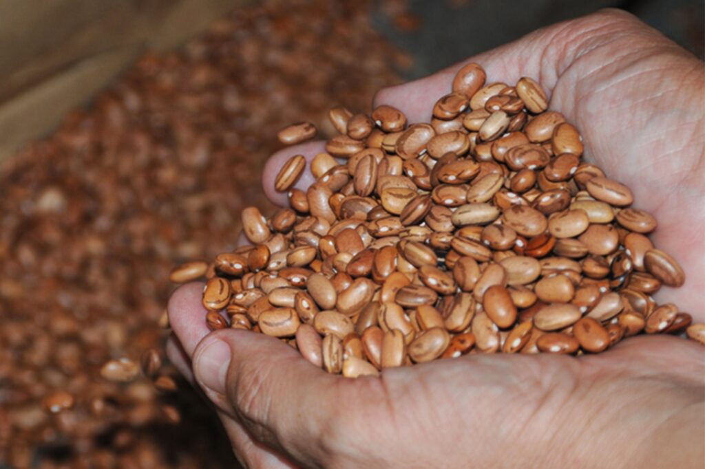 Sementes que serão distribuídas pela Prefeitura podem produzir mais de um milhão de toneladas