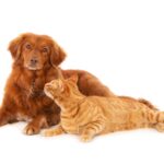 Câmara aprova data dedicada à castração de cães e gatos no Município